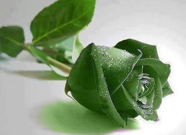 玫瑰花语大全之淡绿色玫瑰花语青春永驻【附精致纸玫瑰花的折法】