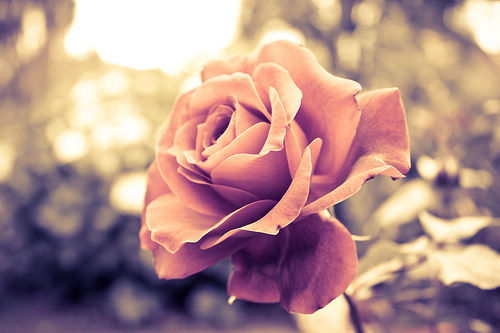 25朵玫瑰花所代表的最新的玫瑰花语大全