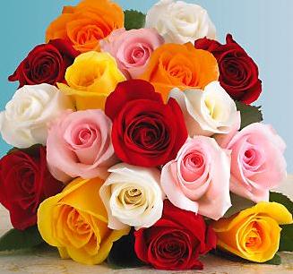 玫瑰花语大全之18朵玫瑰代表真诚与坦白【附